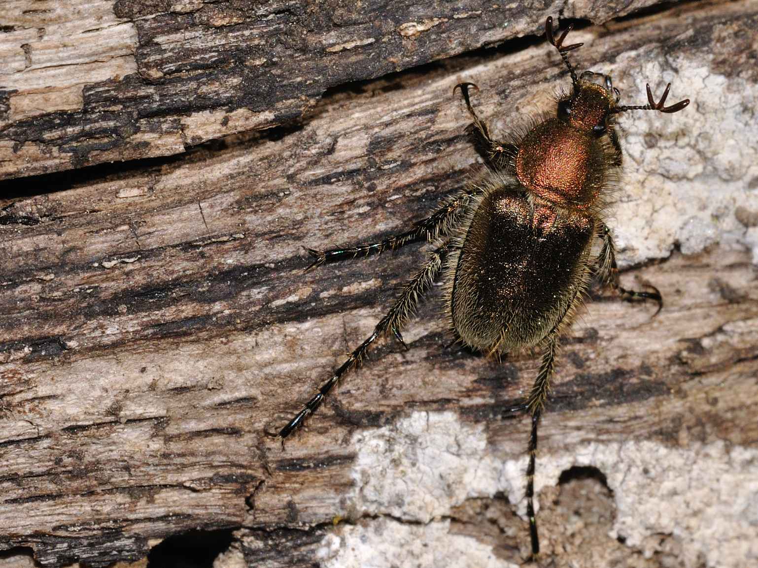 Glaphyridae - Amphicoma carceli